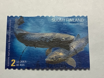 1634/ 2003 Järvitaimen o leimattu