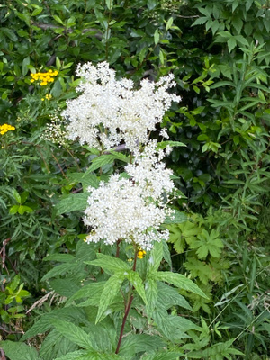 Mesiangervo (Filipendula ulmaria), siemeniä 100 kpl
