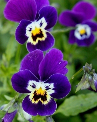 Tarhaorvokki, keltavioletti, siemeniä 50 kpl
