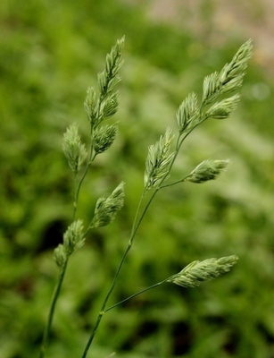 Koiranheinä (Dactylis glomerata), siemeniä 50 kpl