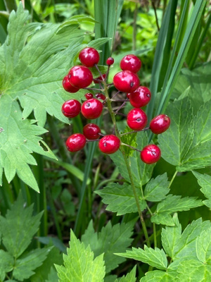 Lännenkonnanmarja (Actaea rubra), siemeniä 50 kpl