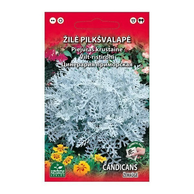 Hopeavillakko "Candicans" - siemenet #