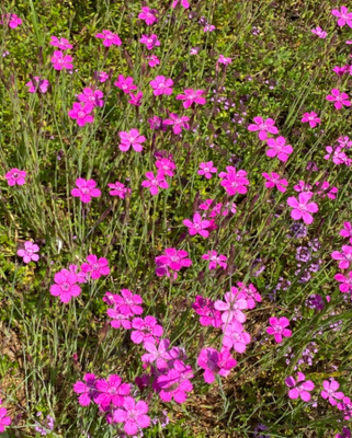 Ketoneilikka (Dianthus deltoides), siemeniä 100 kpl
