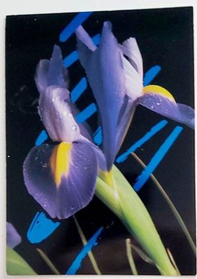"Iiris"-KULKEMATON POSTIKORTTI