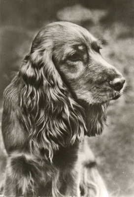 COCKERSPANIEL POSTIKORTTI - PLANET VERLAG