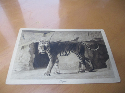 Tiikeri - 1922 os Kauniainen