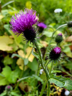 Kyläkarhiainen (Carduus crispus), siemeniä 50 kpl