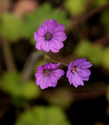 Pyreneittenkurjenpolvi (Geranium pyrenaicum), siemeniä 50 kp