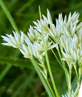 Valkopiippo (Luzula luzuloides), siemeniä 50 kpl