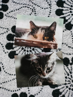 ~Kissa kortti~ 2kpl