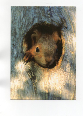 °"ORAVA"° -KORTTI /Paletti