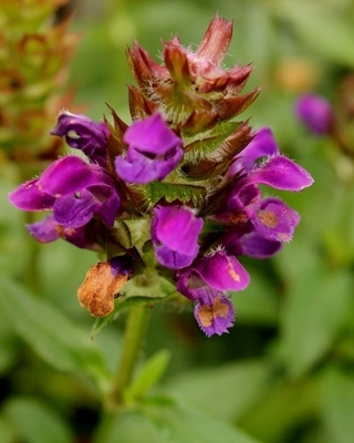 Isoniittyhumala (Prunella grandiflora), siemeniä 50 kpl