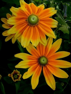 Siropäivänhattu 'Prairie Sun', siemeniä 50 kpl