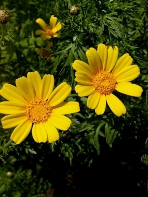 Kevätvillakko (Senecio vernalis), siemeniä 50 kpl