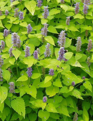 Koreaniiso 'Golden Jubilee' , siemeniä 100 kpl