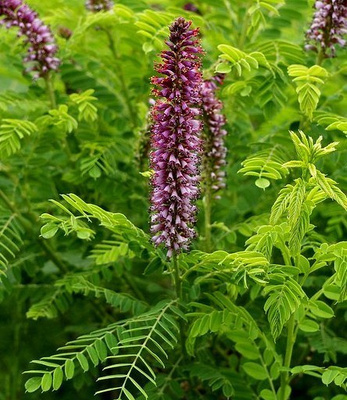 Pikkusulkapensas (Amorpha nana), siemeniä 30 kpl
