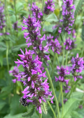 Rohtopähkämö (Stachys officinalis), siemeniä 100 kpl