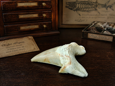 Fossiilinen Otodus obliquus -hainhammas, Marokko