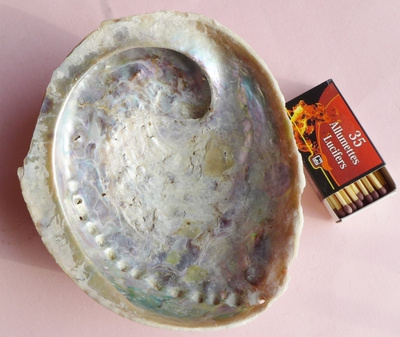 Simpukka Osteri Abalone kuori, sateenkaari värit sisällä