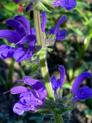 Niittysalvia 'Twilight Serenade', siemeniä 50 kpl