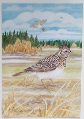 ML PITKÄRANTA..Kuu kiurusta kesään...-KULKEMATON POSTIKORTTI