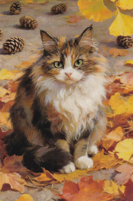 Kissa kortti