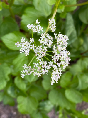 Rantaputki (Ligusticum scoticum), siemeniä 50 kpl