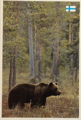 Karhu metsässä