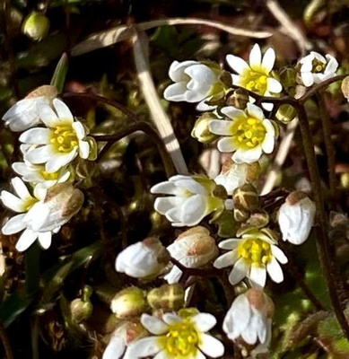 Kevätkynsimö ( Draba verna), siemeniä 200 kpl