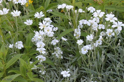 Hopeahärkki (Cerastium tomentosum), siemeniä 50 kpl