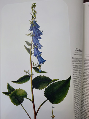 Flora Suomen suurkasvio I+II 1.p