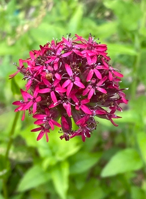 Balkaninkohokki (Silene asterias), siemeniä 50 kpl