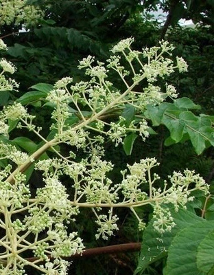 Mantsurianaralia (Aralia continentalis), siemeniä 50 kpl
