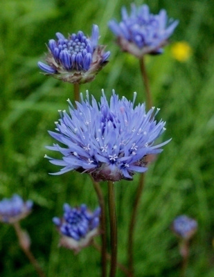 Etelänmunkki (Jasione laevis), siemeniä 50 kpl
