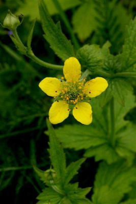 Kyläkellukka (Geum urbanum), siemeniä 50 kpl