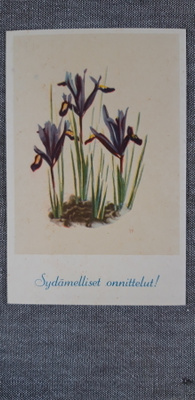 Vanha kulkematon onnittelukortti, kevätkurjenmiekka