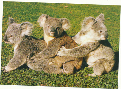 Eläinkortti KOALA