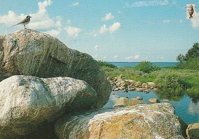 POSTIKORTTI Suomen luonnonsuojeluliitto, Norppa-tunnus