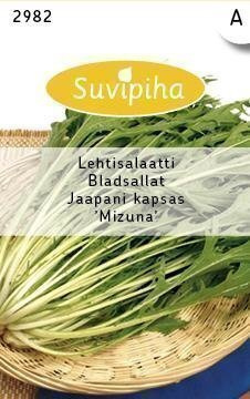 Japaninkaali "MIZUNA" siemenet #