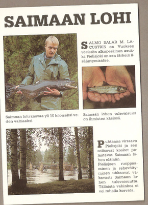 SUOMI - kuva : "Saimaan Lohi" Pielisjoessa. Ei kulk.