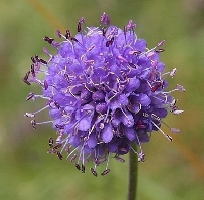 Purtojuuri (Succisa pratensis), siemeniä 50 kpl