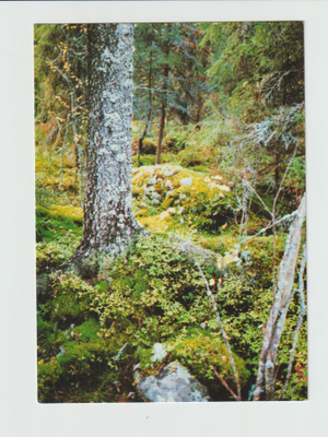 Postikortti, TAIDE,  SANNA VETONIEMI
