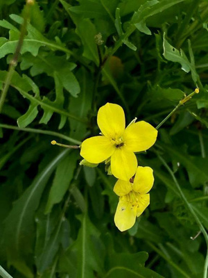 Villirukola (Diplotaxis tenuifolia), siemeniä 50 kpl