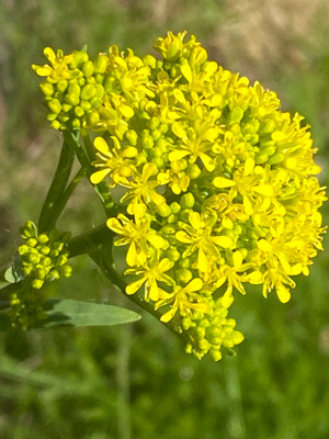 Morsinko (Isatis tinctoria), siemeniä 40 kpl