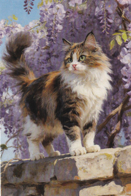 Kissa kortti
