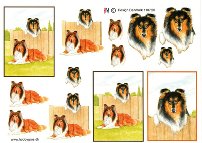 3D °°~KOIRAT..."Lassie", Skotlanninpaimenkoira~°°