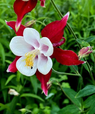 Jaloakileija 'Crimson Star', siemeniä 30 kpl