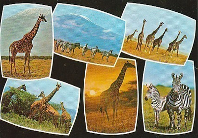 Postikortti, Eläinaihe, eläimet ,kirahvi+seebra
