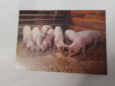 Pikkupossut