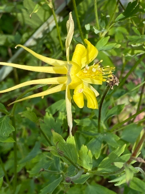 Kulta-akileija (Aquilegia chrysantha), siemeniä 30 kpl